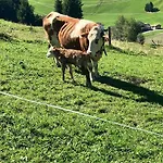 Bamerhof * Mittersill