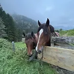 Bamerhof Farm stay *