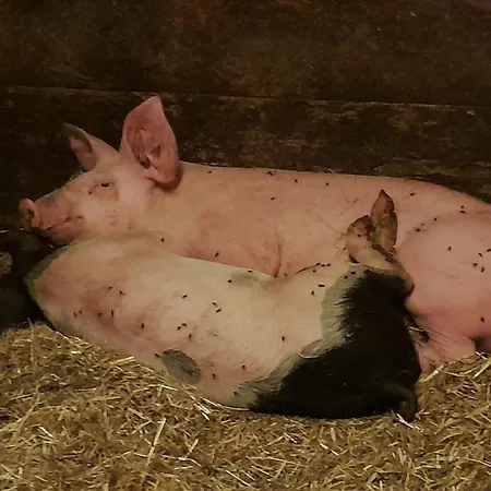 Bamerhof ファームステイ *