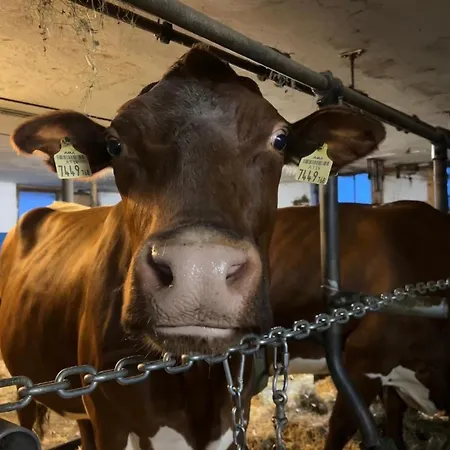 Bamerhof בית חווה מיטרסיל