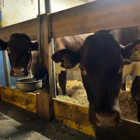 בית חווה Bamerhof מיטרסיל