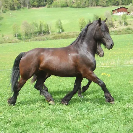 Agroturismo Bamerhof Mittersill