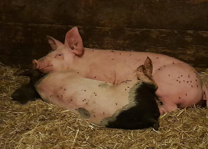 Bamerhof ファームステイ *