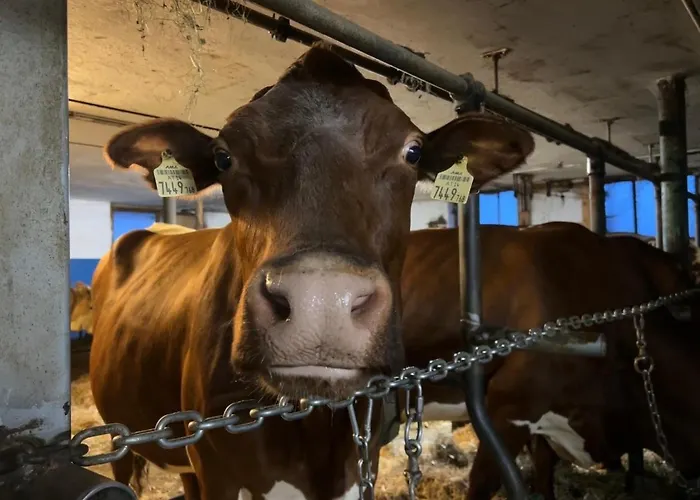 Bamerhof ファームステイ ミッタージル