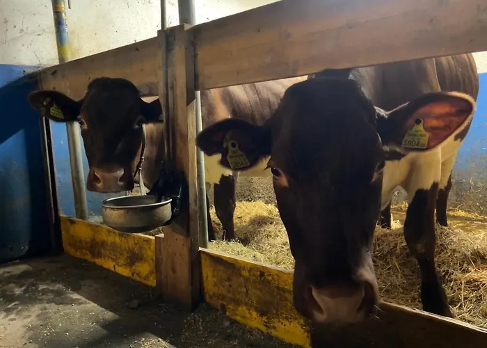 ファームステイ Bamerhof ミッタージル