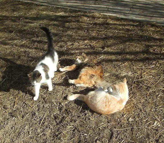 בית חווה Bamerhof *